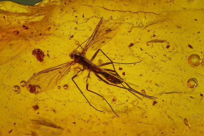 Large, Detailed Fossil Fly (Diptera) In Baltic Amber #150696